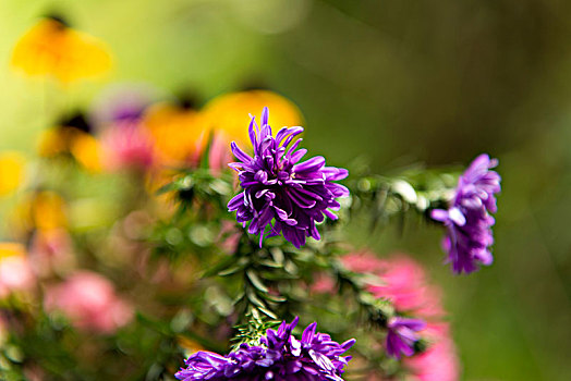 色彩,紫苑属,别墅花园