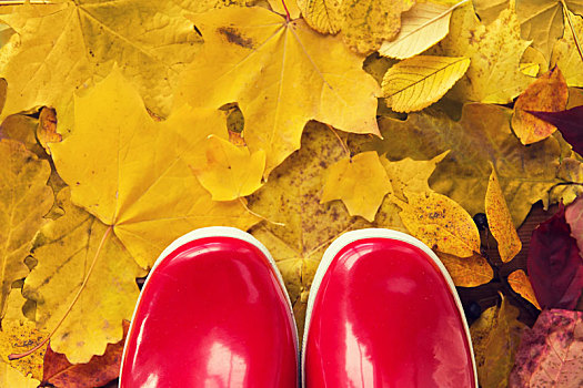 特写,红色,胶靴,秋叶