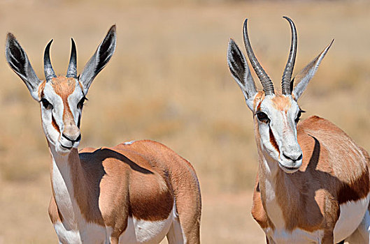 跳羚,成年,幼兽,卡拉哈迪大羚羊国家公园,北开普,南非,非洲
