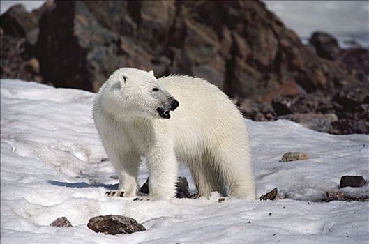 北极熊,肖像,艾利斯摩尔岛,加拿大