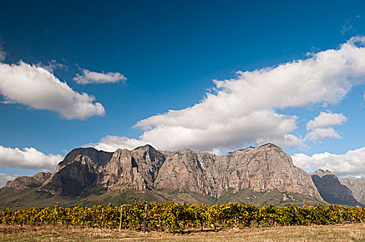 葡萄酒,不动产,正面,山峦,山谷,靠近,斯坦陵布什,开普敦,南非,非洲
