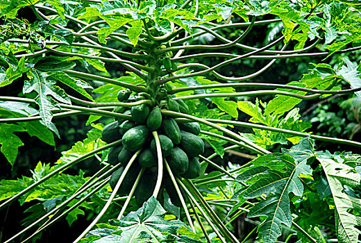 木瓜,流行,水果,孟加拉,吃剩下,生食,烹饪,成熟,七月,2008年
