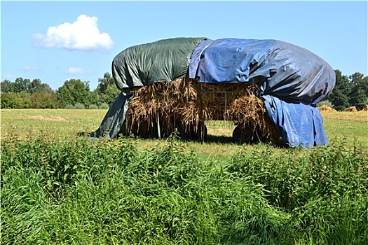 防水油布,稻草,拖车,草地,荷兰
