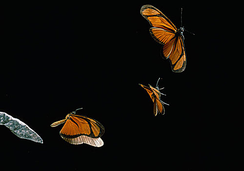 蝴蝶,飞,图像