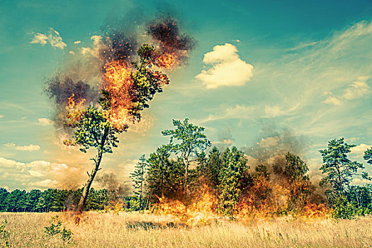 树,燃烧,干燥,地点,夏天