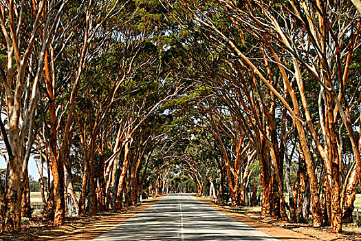小路,桉树,树,西澳大利亚州,澳大利亚