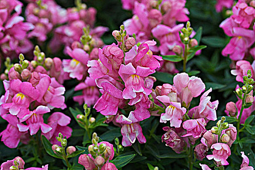 特写,金鱼草,花