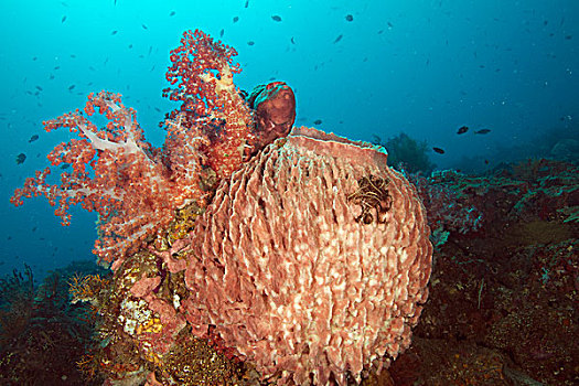 软珊瑚,巴厘岛,印度尼西亚