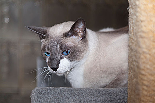 雪鞋,雄猫,蓝色,白色,坐,挠,柱子