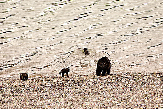 黑熊,母熊,游泳,喝,湖