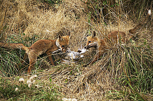红狐,狐属,成年,鹧鸪,杀,诺曼底