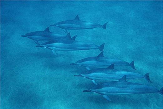 飞旋海豚,长吻原海豚,群,水下,夏威夷