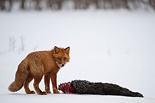 红狐,狐属,畜体,堪察加半岛,俄罗斯