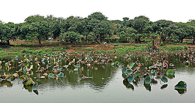 大朗荔香湿地公园