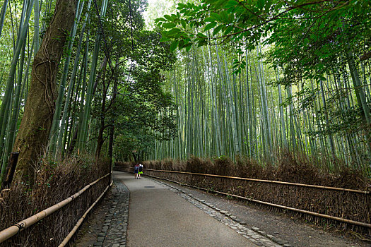 竹林,京都