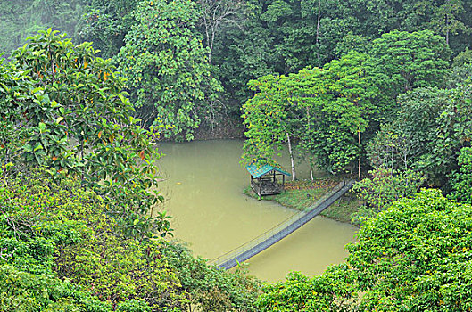 桥,俯视,水,雨林,发现,中心,沙巴,婆罗洲,马来西亚