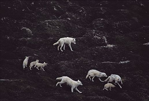 北极狼,狼,玩,苔原,艾利斯摩尔岛,加拿大