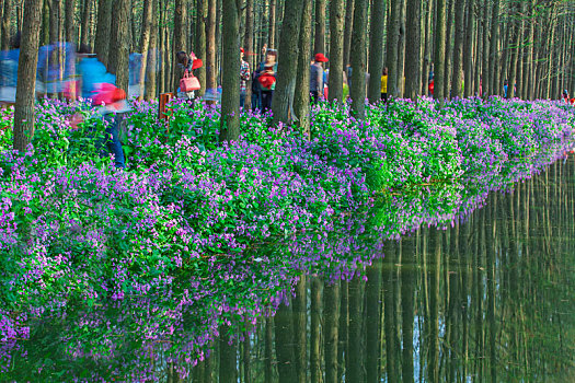 拍于江苏兴化水上森林公园的照片