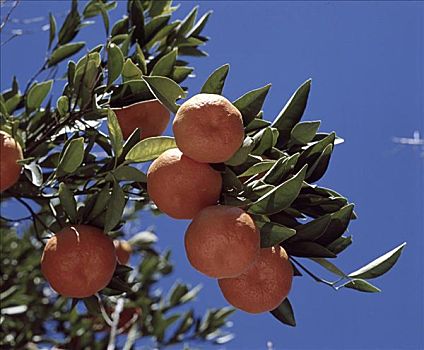 柑橘,高地,加利福尼亚