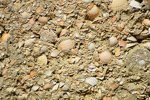背景,壳,石头,水泥