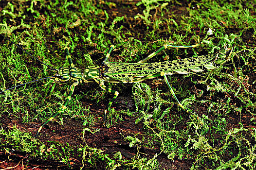 竹节虫,保护色,苔藓,檀中埠廷国立公园,婆罗洲,印度尼西亚