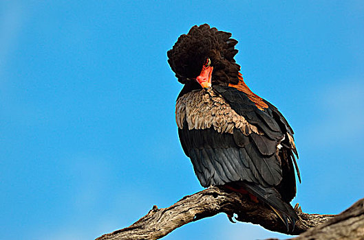 鹰,栖息,枯木,克鲁格国家公园,南非,非洲