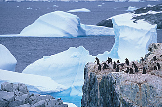 南极,巴布亚企鹅,拥挤,栖息地,靠近,湾,冰山