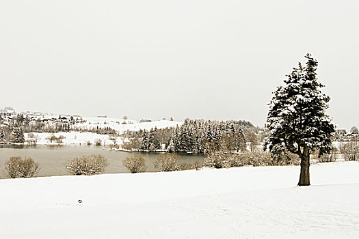 雪,冬天,风景,森林,自然