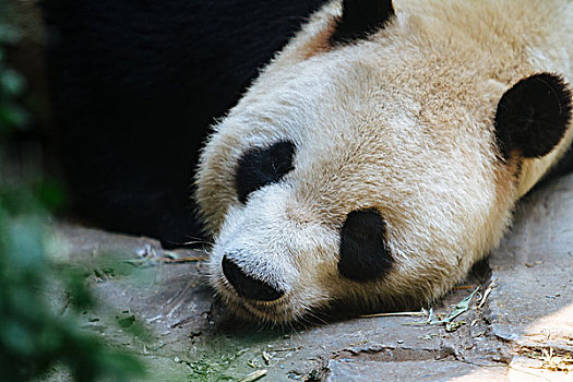 奥运熊猫