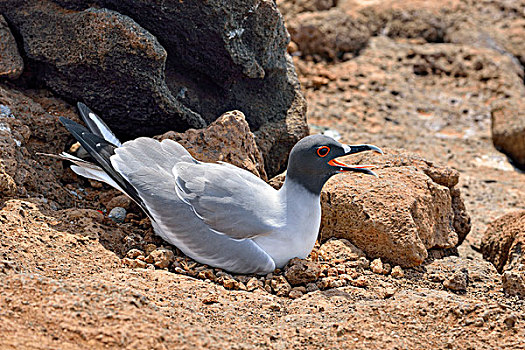 海鸥,燕尾鸥,北方,岛屿,加拉帕戈斯,省,厄瓜多尔,南美