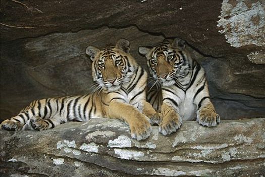 孟加拉虎,虎,幼小,卧,班德哈维夫国家公园,印度