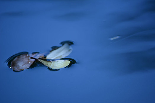 叶子,漂浮