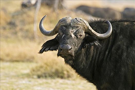 非洲水牛,南非水牛,莫瑞米,国家公园,野生动植物保护区,奥卡万戈三角洲,博茨瓦纳,非洲