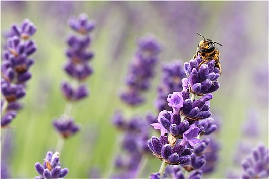 蜜蜂,薰衣草