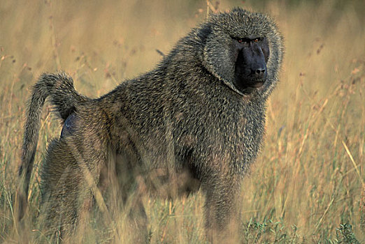 非洲,肯尼亚,马塞马拉野生动物保护区,成年,雄性,南非大狒狒,豚尾狒狒,高草,印度豹