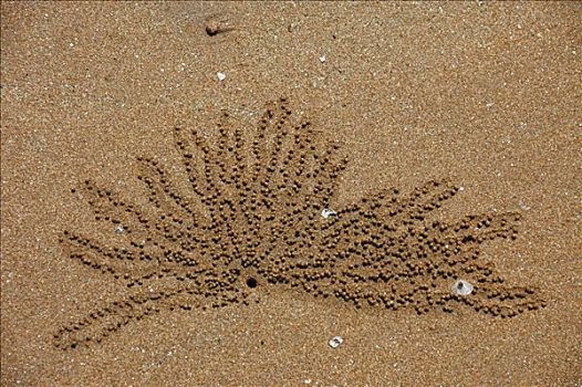 沙子,螃蟹,洞,海滩,达尔文,北领地州,澳大利亚
