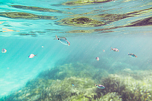 水下,风景,地中海岛屿,福门特拉岛