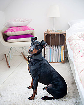 黑色,杜宾犬,坐,白色,地毯,靠近,床