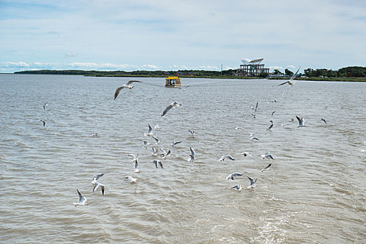 兴凯湖湿地公园的湖鸥