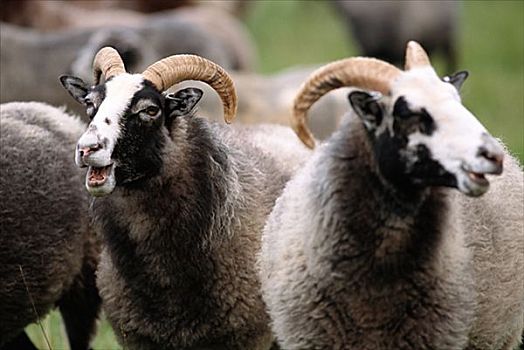 绵羊,哥特兰岛,瑞典
