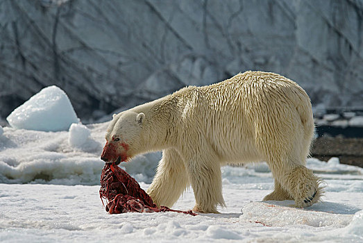 北极熊,进食,畜体,捕获,海豹,雪地,斯瓦尔巴特群岛,挪威,北极,欧洲