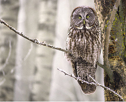 肖像,乌林鸮,枝头,艾伯塔省,加拿大