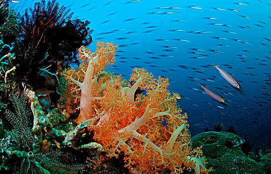 珊瑚礁,鱼群,软珊瑚,科莫多,印度洋,印度尼西亚,东南亚,亚洲