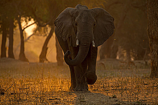 头像,非洲象,日落,津巴布韦,非洲