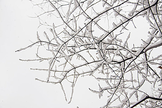 雪后的树木