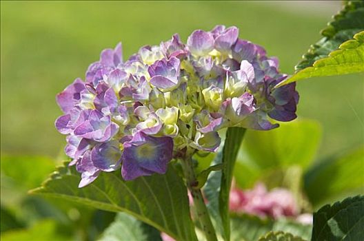 蓝色,八仙花属