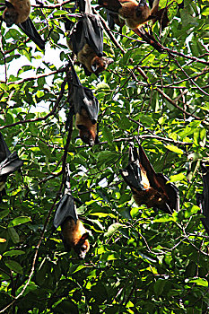 栖息在喹波挽卡寺庙内的大蝙蝠