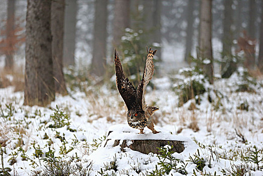 雕鸮,成年,树桩,冬天,飞,向上,雪中,高地,捷克共和国,欧洲