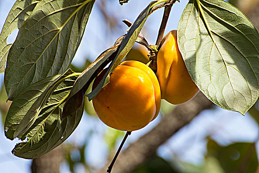 树上成熟的柿子