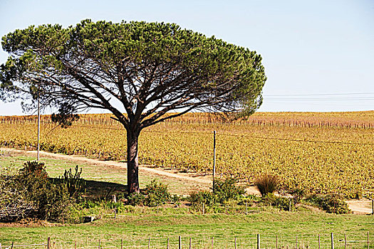 风景,葡萄园,葡萄酒,南非